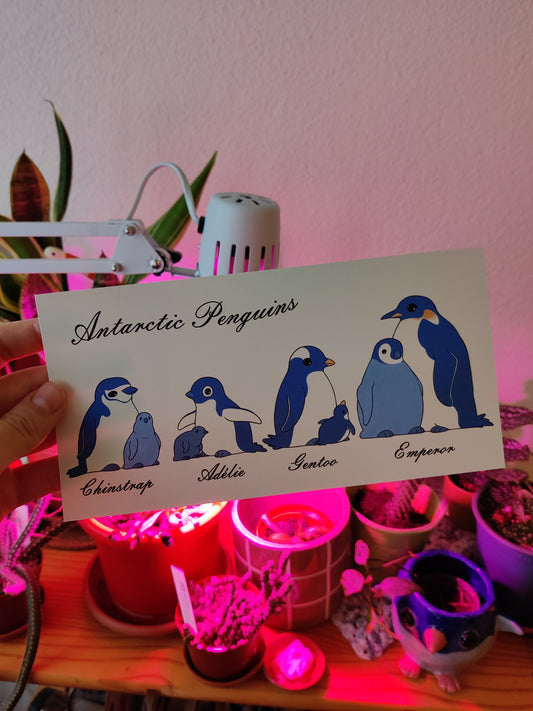 Antarctic Penguins Print